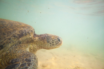 Obraz premium A large green turtle swims underwater in the Indian Ocean.