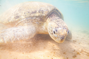 A large green turtle swims underwater in the Indian Ocean.
