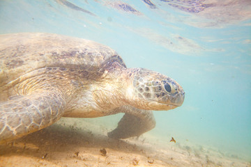 Obraz premium A large green turtle swims underwater in the Indian Ocean.