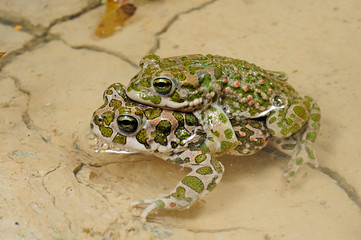 Wechselkröten (Bufotes viridis, Bufo viridis) Pärchen, Deutschland - Couple of green toads,...