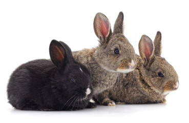 Obraz premium Three little rabbits.