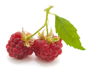 Raspberry with leaves.