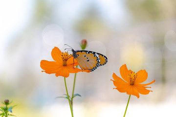 Beautiful shot of a Monarch butterfly sucking nectar from one of the two Garden marigold flowers.