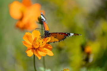 Beautiful Monarch butterfly with black spotted body and yellow wings sucking nectar from a flower.