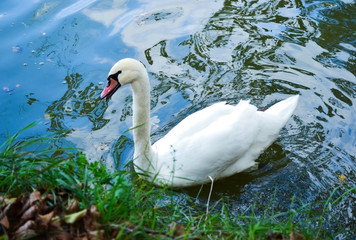 White swan in the lake with sky reflection