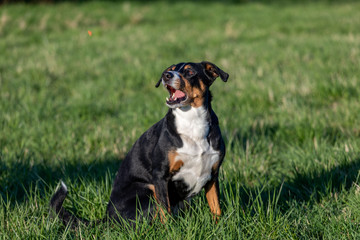 Appenzeller Sennenhund purebred dog in the meadow.
