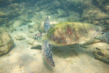 Obraz premium A large green turtle swims underwater in the Indian Ocean.