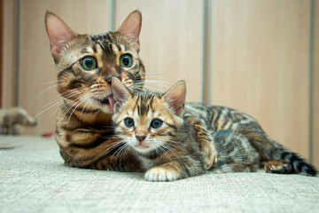 an adult cat caresses its Bengal kitten