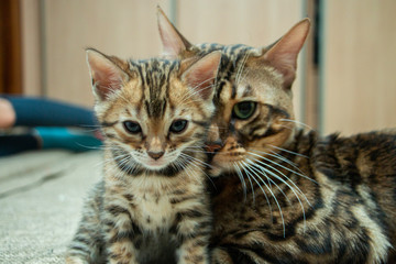 an adult cat caresses its Bengal kitten