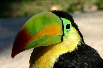 Tucan en Chiapas