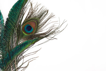 Obraz premium Peacock feather in royal style on white background. Tropical abstract background. Exotic bird.