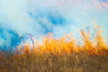 Burning dry last year's grass - flames and smoke on the field