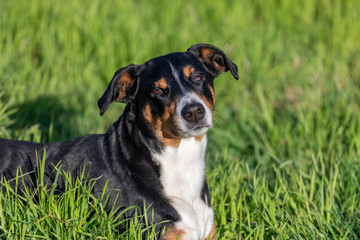 Appenzeller Mountain dog in the park on grass meadow