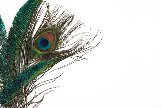 Peacock feather in royal style on white background. Tropical abstract background. Exotic bird.