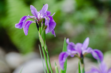 Iris, Schwertlilie