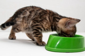 cute Bengal kitten eats from a green bowl