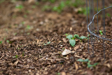 Tiny Cucumber Seedlings
