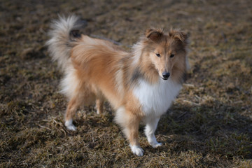 Obraz na płótnie Canvas Sheltie breed small dog in the autumn field