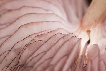 close up of gills of a pink mushroom