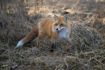 Red-headed wild fox with a white tail on a hunt in the field among the dead grass