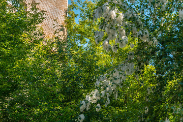 Fototapeta premium Poplar tree in the fluff