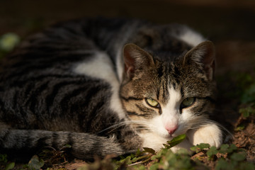 Cat having a nap in the afternoon Sun