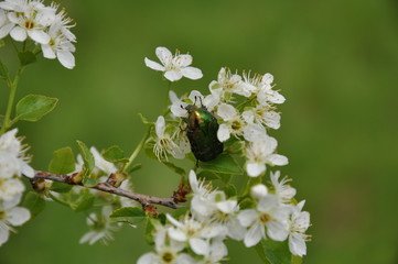 beetle on a flowering branch
