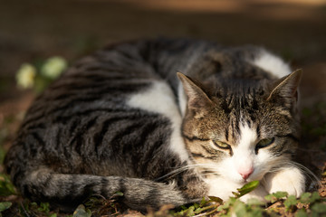 Cat having a nap in the afternoon Sun