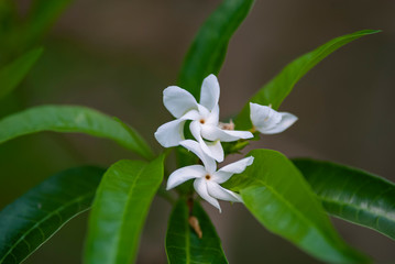 Fototapeta premium White flowers of peroba tree with pinwheel form and green leaves