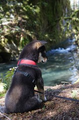 dog sitting beside the river