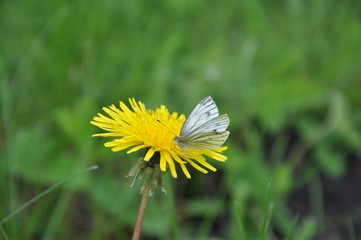 butterfly on a dandelion