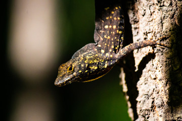 lizard on tree