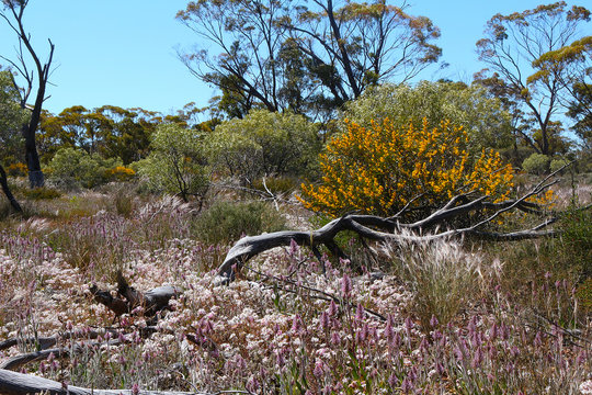 Spring in the Western Australian outback with endemic wildflowers Mulla mulla, white everlasting daisies and yellow wattles