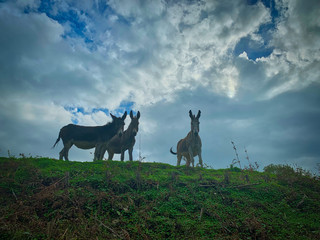 Group of donkeys on top of a hill.