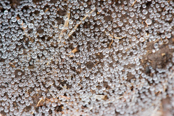 intricate network of droplets of spider web. the spider web with dew drops. Abstract background.