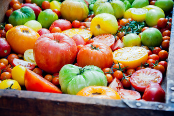 Fresh organic green, red and yellow tomatoes
