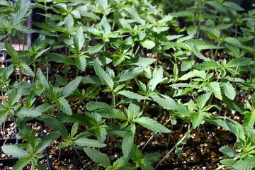 Look down at multiple himp plants ready to be planted