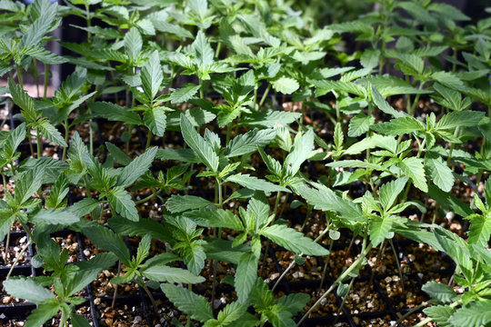 Look down at multiple himp plants ready to be planted