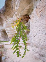 Wild caper plant, in a sandstone wall.