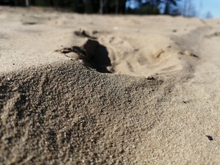 bird on the beach