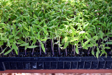 Many clones of CBD plants