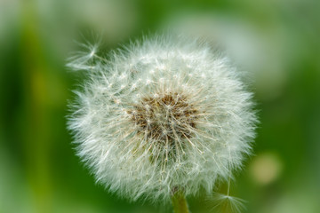 White dandelion with seeds. Blowball of Taraxacum plant
