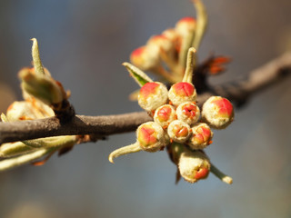 kleine rote Obstbaumknospen