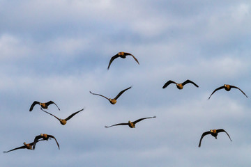 Obraz premium Aves passaros
