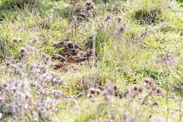 European hare head (Lepus europaeus) camouflaged among the vegetation.