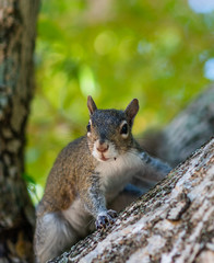 red squirrel on a tree