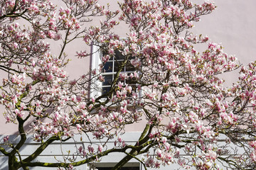 Blooming pink magnolia tree in front of a window