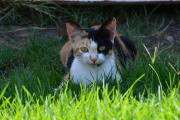 cat on grass
