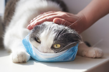 The owner puts on a medical mask on his cat.