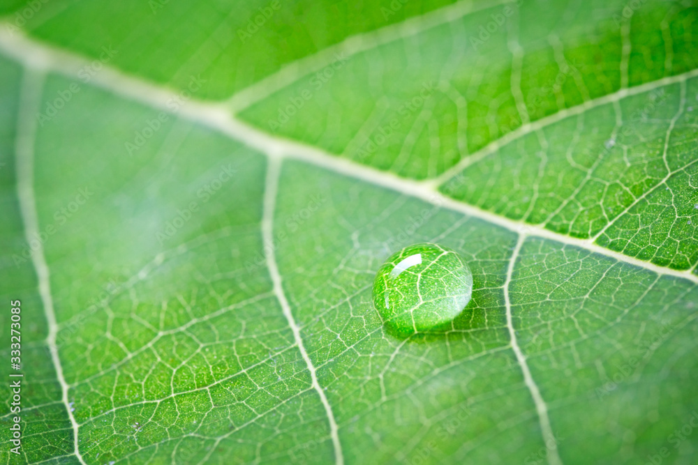 Aufkleber large beautiful drops of transparent rain water on a green leaf macro. drops of dew in the morning g